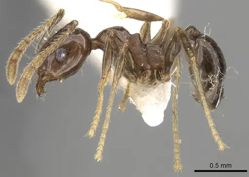 Pheidole plebecula - CASENT0281744