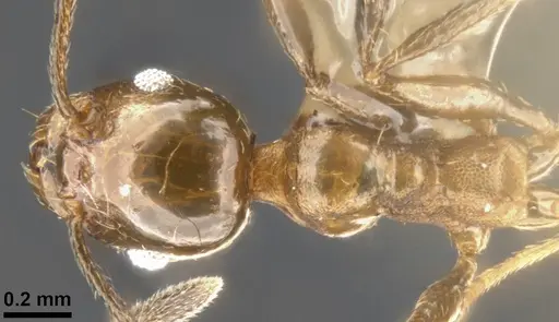 Pheidole plebecula - CASENT0283526