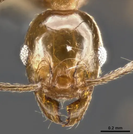 Pheidole plebecula - CASENT0283526