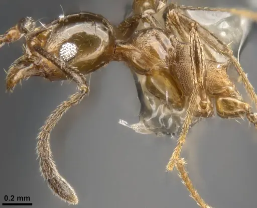 Pheidole plebecula - CASENT0283526