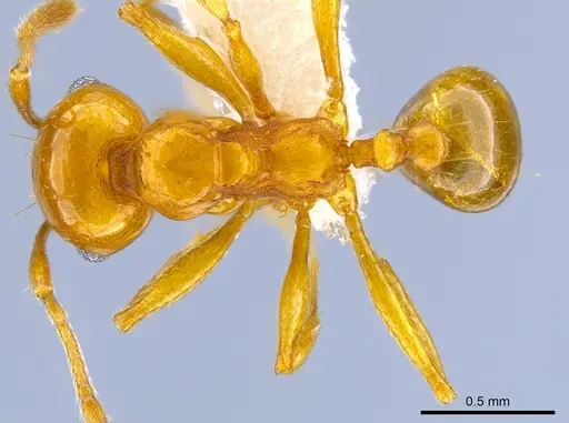 Pheidole plebecula - CASENT0612743