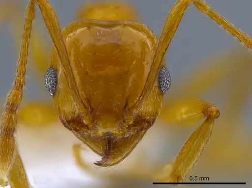 Pheidole plebecula - CASENT0612743