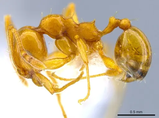 Pheidole plebecula - CASENT0612743