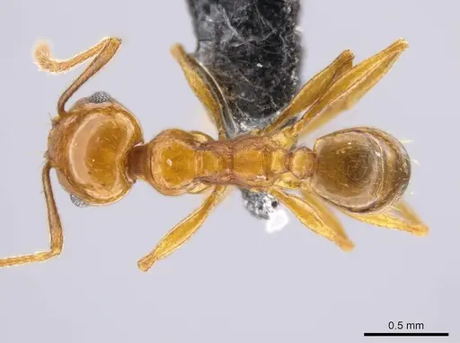 Pheidole plebecula - CASENT0612752