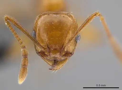 Pheidole plebecula - CASENT0612752
