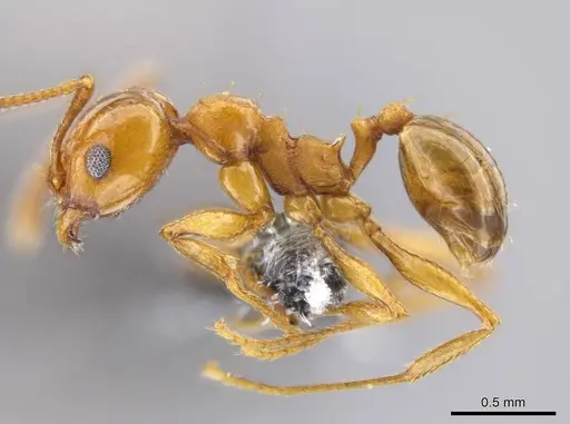 Pheidole plebecula - CASENT0612752
