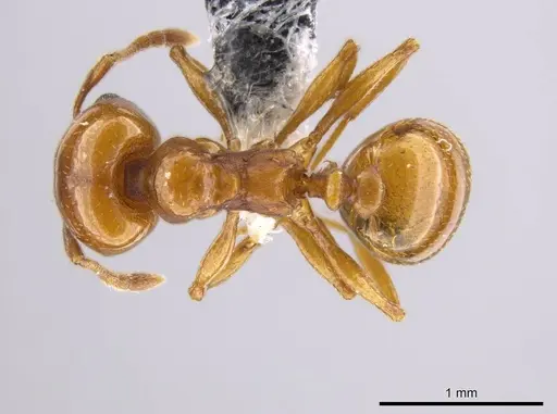 Pheidole plebecula - CASENT0612753