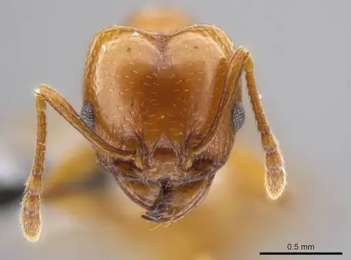 Pheidole plebecula - CASENT0612753