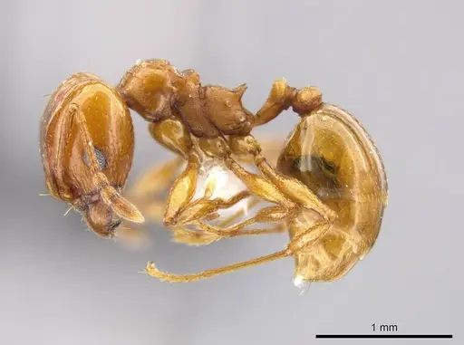 Pheidole plebecula - CASENT0612753