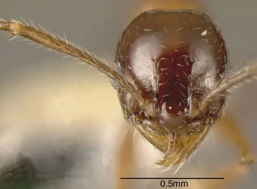 Pheidole plebecula - CASENT0635536