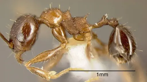 Pheidole plebecula - CASENT0635536