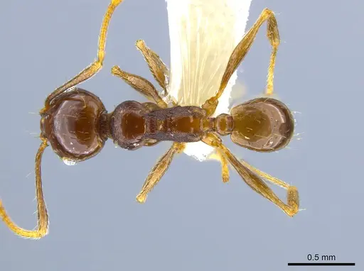 Pheidole plebecula - CASENT0636057