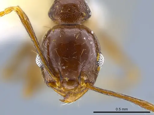 Pheidole plebecula - CASENT0636057