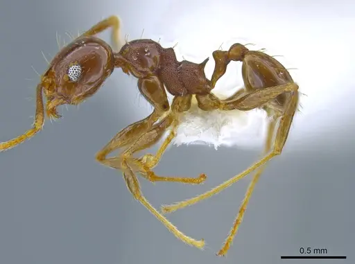 Pheidole plebecula - CASENT0636057