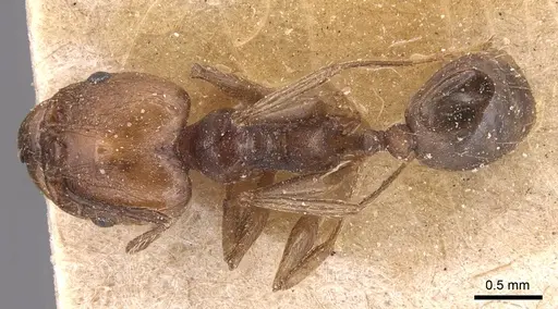 Pheidole plebecula - CASENT0904359