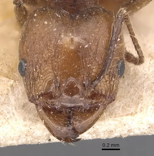 Pheidole plebecula - CASENT0904359