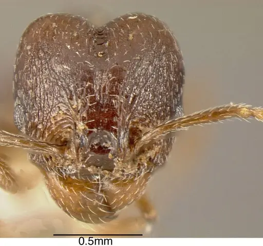 Pheidole plebecula - INBIOCRI002279634