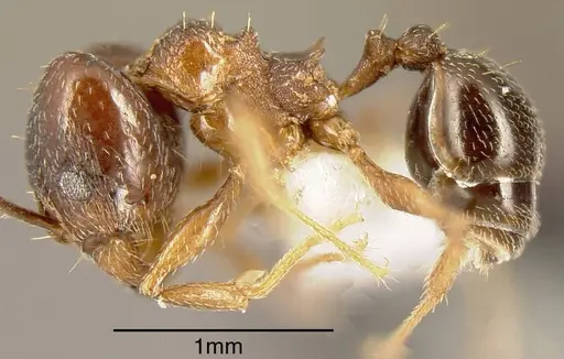 Pheidole plebecula - INBIOCRI002279634