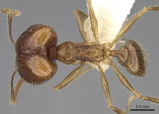 Pheidole plinii specimen
