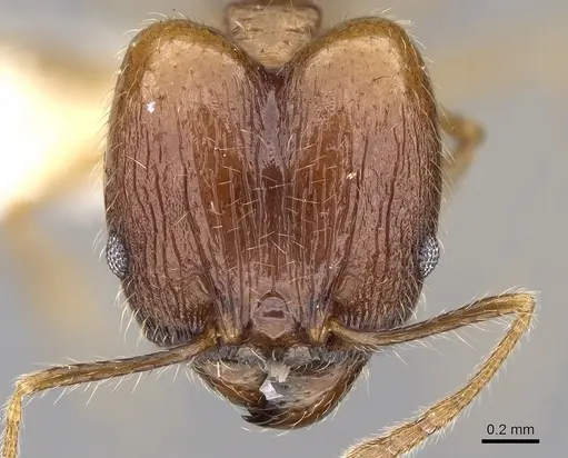 Pheidole plinii specimen
