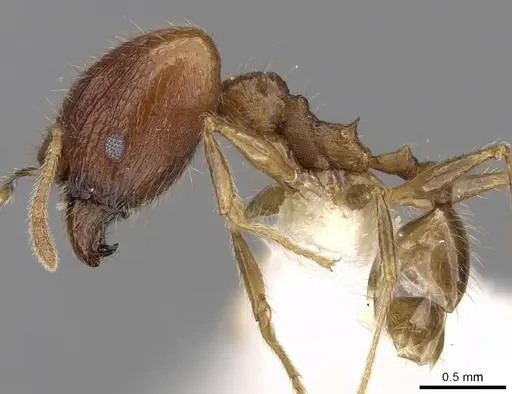 Pheidole plinii specimen