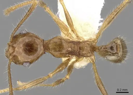 Pheidole plinii - CASENT0281664