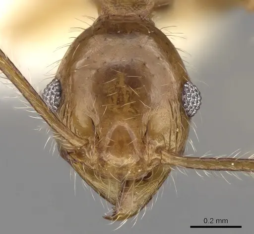 Pheidole plinii - CASENT0281664