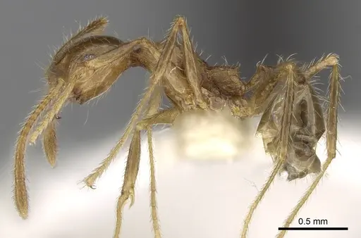 Pheidole plinii - CASENT0281664