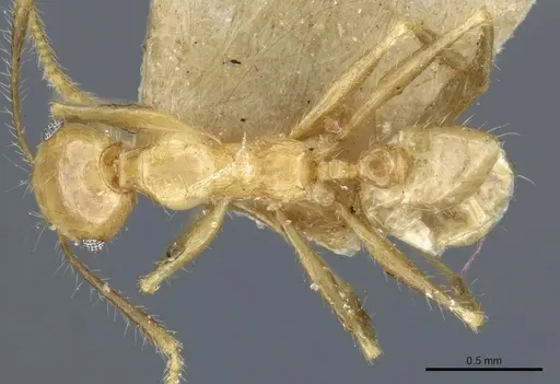 Pheidole plinii - CASENT0904258