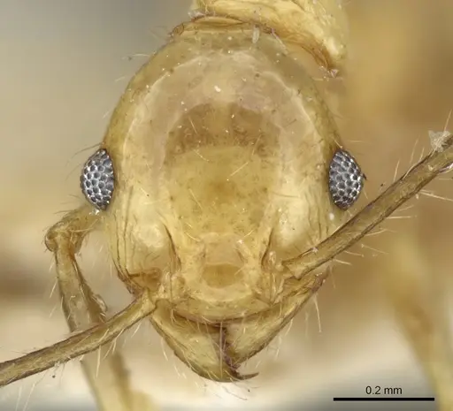 Pheidole plinii - CASENT0904258
