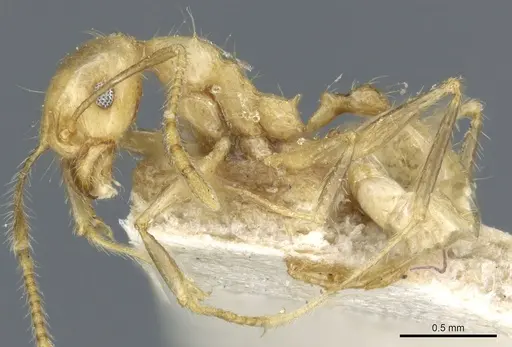 Pheidole plinii - CASENT0904258