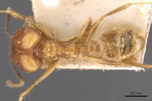 Pheidole plinii - CASENT0907938