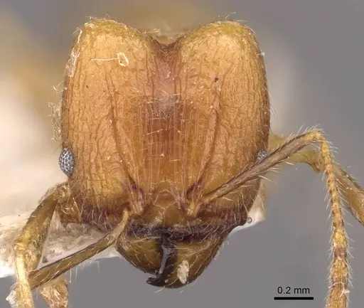 Pheidole plinii - CASENT0907938