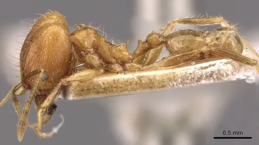 Pheidole plinii - CASENT0907938