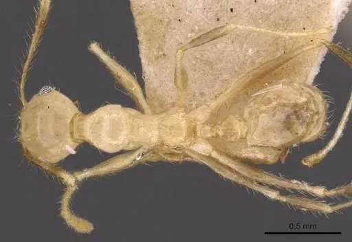 Pheidole plinii - CASENT0907939