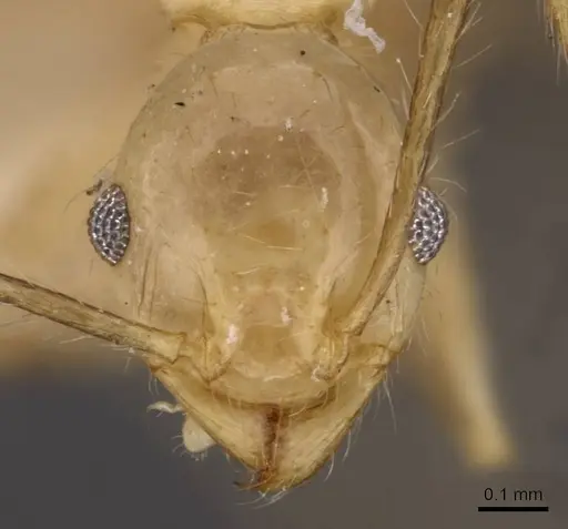 Pheidole plinii - CASENT0907939