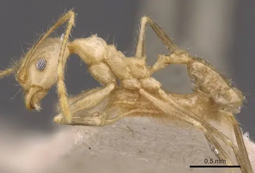 Pheidole plinii - CASENT0907939