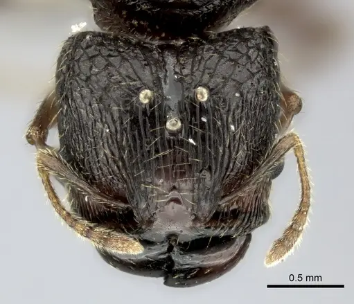 Pheidole podargea specimen