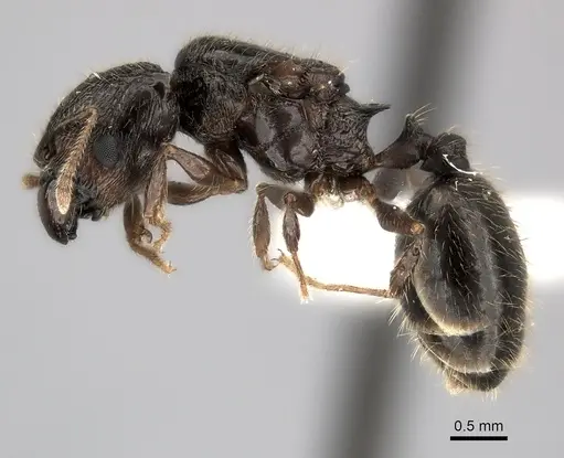 Pheidole podargea specimen