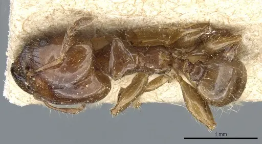Pheidole polita specimen