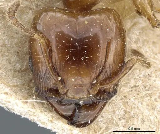Pheidole polita specimen