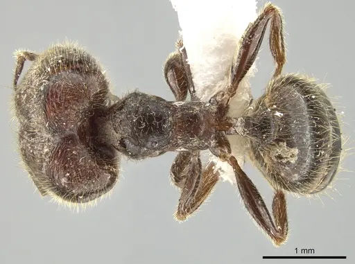 Pheidole polymorpha specimen