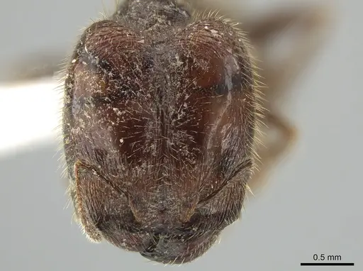 Pheidole polymorpha specimen