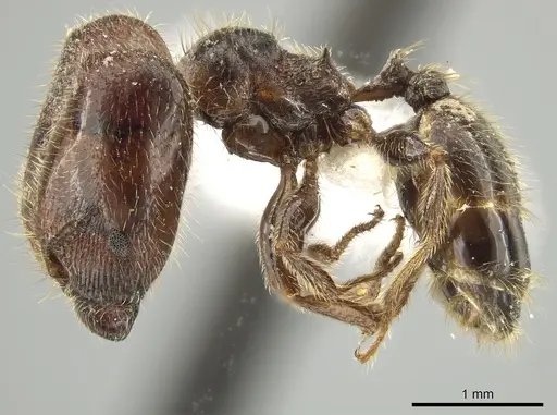 Pheidole polymorpha specimen