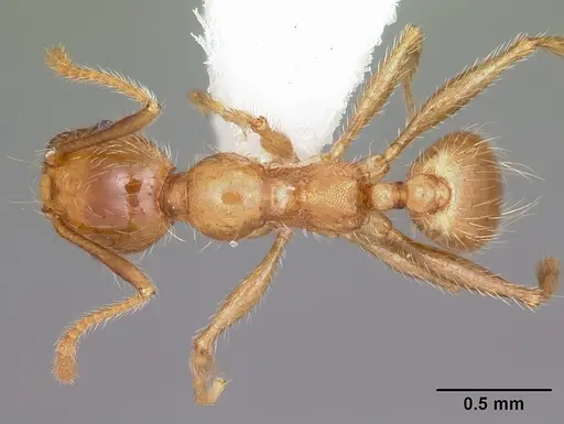 Pheidole porcula specimen