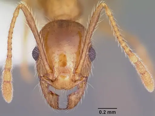 Pheidole porcula specimen