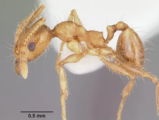 Pheidole porcula specimen