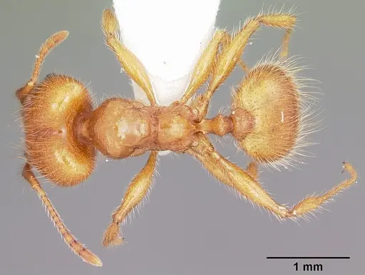 Pheidole porcula - CASENT0104784