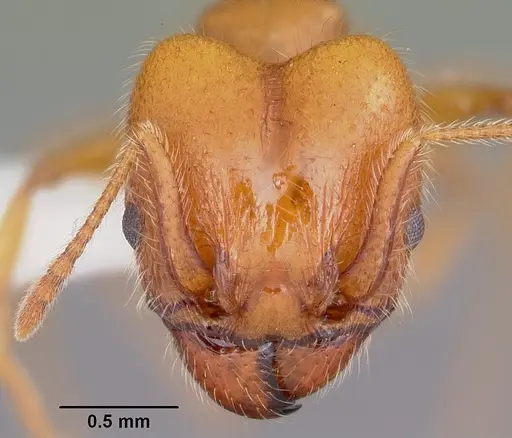 Pheidole porcula - CASENT0104784