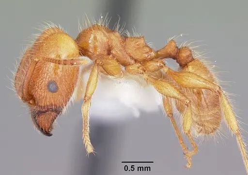 Pheidole porcula - CASENT0104784